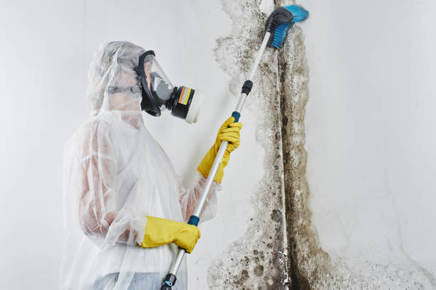 Best Toxic Mold Removal  in Catoosa, OK