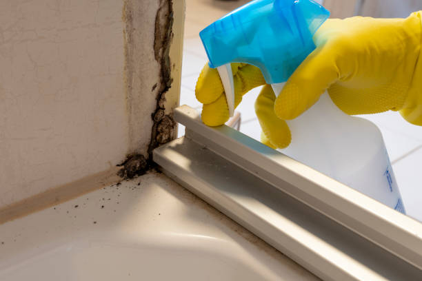 Professional Mold Removal in Catoosa, OK