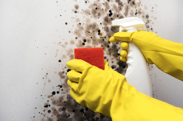 Best Commercial Mold Removal  in Catoosa, OK